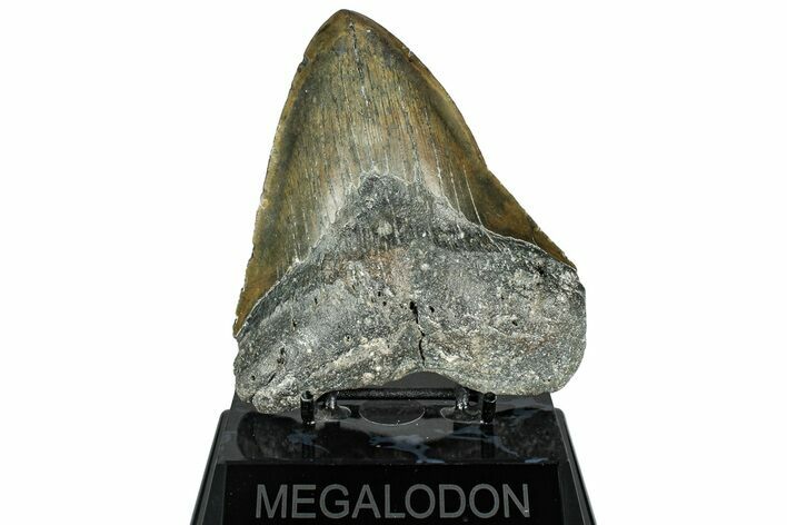 Fossil Megalodon Tooth - North Carolina #319909